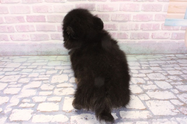 京都府のポメチワ/チワポメ/ポメチー(ポメラニアン×チワワ) (Coo&RIKU舞鶴店/2025年11月20日生まれ/女の子/ブラックタン)の子犬の4枚目の画像