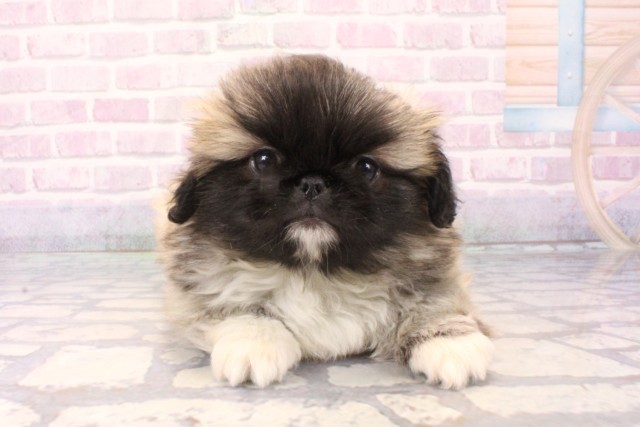 滋賀県のペキニーズ (Coo&RIKU東近江店/2025年11月20日生まれ/男の子/フォーン)の子犬の1枚目の画像