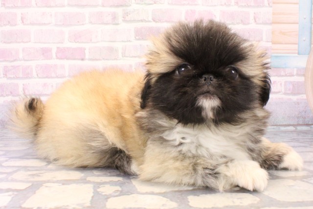 滋賀県のペキニーズ (Coo&RIKU東近江店/2025年11月20日生まれ/男の子/フォーン)の子犬の2枚目の画像