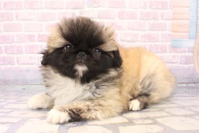 滋賀県のペキニーズ (Coo&RIKU東近江店/2025年11月20日生まれ/男の子/フォーン)の子犬の3枚目の画像