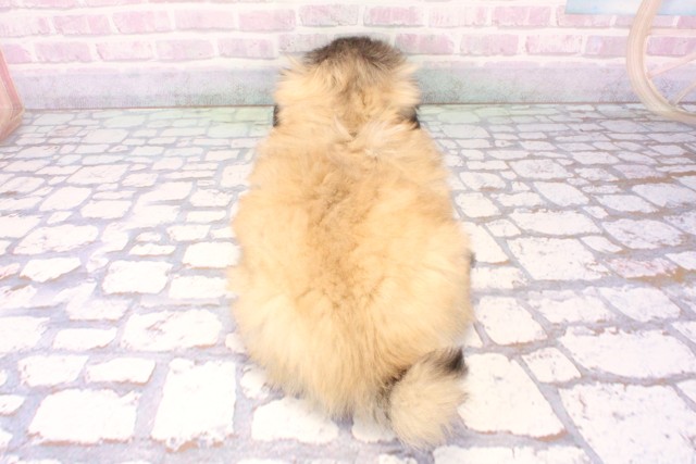 滋賀県のペキニーズ (Coo&RIKU東近江店/2025年11月20日生まれ/男の子/フォーン)の子犬の4枚目の画像