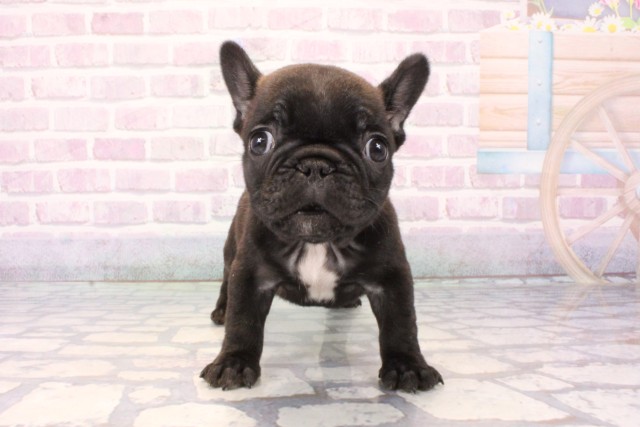 兵庫県のフレンチブルドッグ (Coo&RIKU神戸東灘店/2025年11月19日生まれ/女の子/ブリンドル)の子犬の1枚目の画像