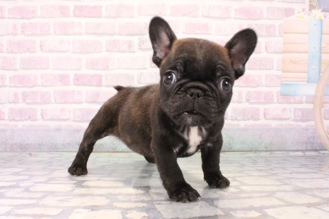 兵庫県のフレンチブルドッグ (Coo&RIKU神戸東灘店/2025年11月19日生まれ/女の子/ブリンドル)の子犬の2枚目の画像