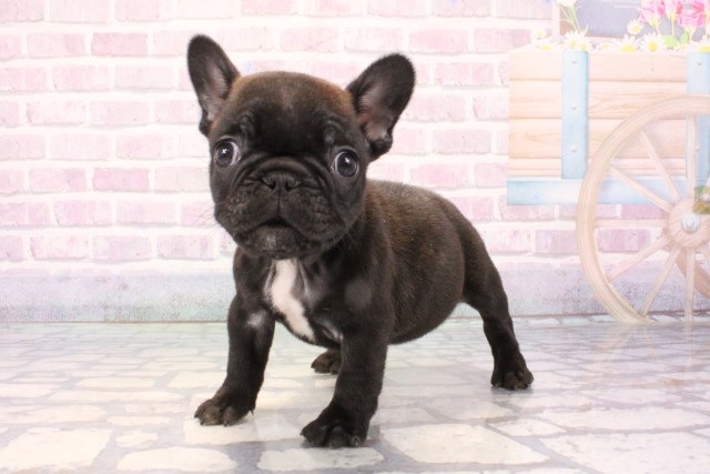 兵庫県のフレンチブルドッグ (Coo&RIKU神戸東灘店/2025年11月19日生まれ/女の子/ブリンドル)の子犬の3枚目の画像