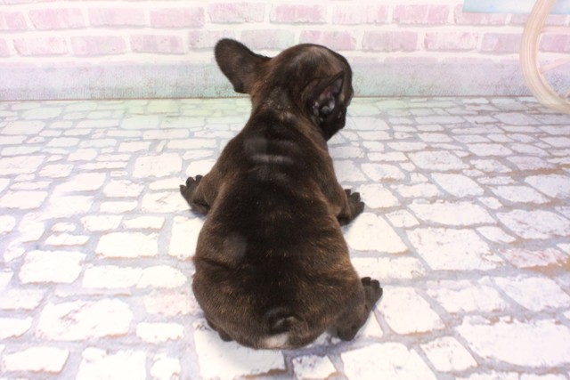 兵庫県のフレンチブルドッグ (Coo&RIKU神戸東灘店/2025年11月19日生まれ/女の子/ブリンドル)の子犬の4枚目の画像