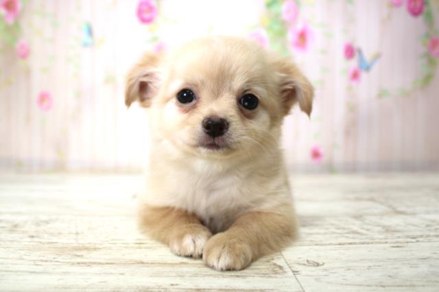 北海道のチワワ(ロング) (Coo&RIKU函館店/2025年11月21日生まれ/女の子/クリームホワイト)の子犬