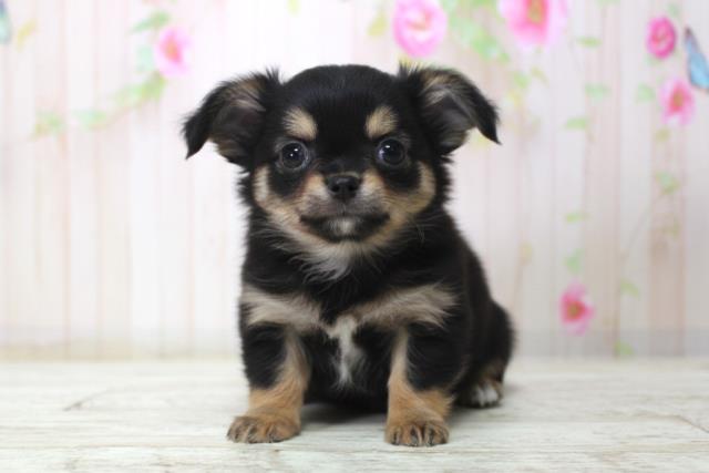 北海道のチワワ(ロング) (Coo&RIKU札幌東店/2025年11月21日生まれ/女の子/ブラックタンホワイト)の子犬