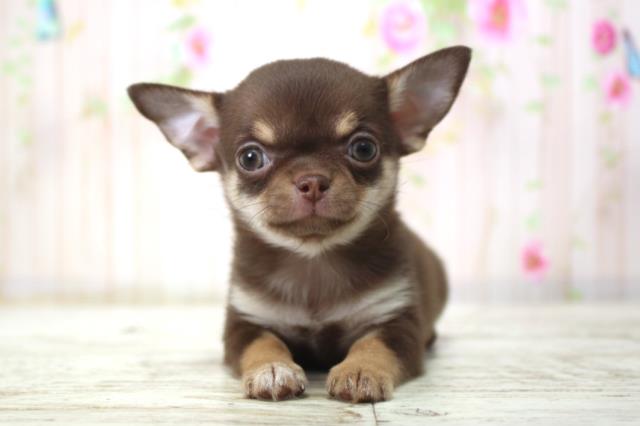 北海道のチワワ(ロング) (Coo&RIKU帯広店/2025年11月21日生まれ/女の子/チョコレートタン)の子犬