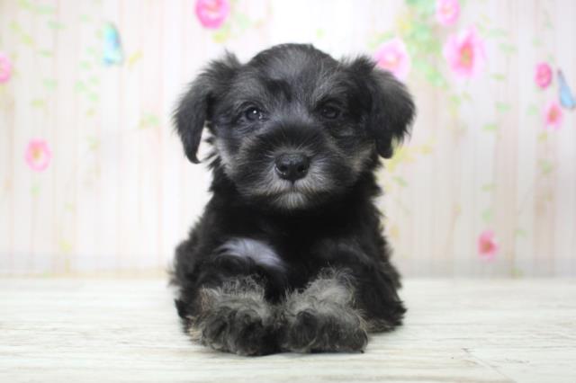 北海道のミニチュアシュナウザー (Coo&RIKU札幌東店/2025年11月21日生まれ/女の子/ソルトペッパー)の子犬の1枚目の画像