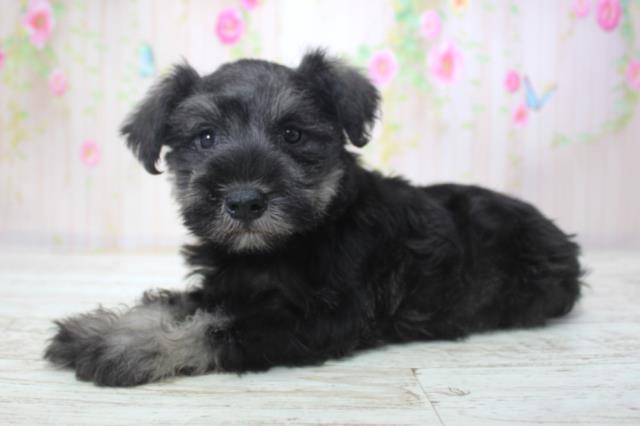 北海道のミニチュアシュナウザー (Coo&RIKU札幌東店/2025年11月21日生まれ/女の子/ソルトペッパー)の子犬の2枚目の画像