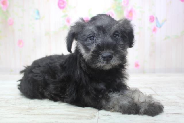 北海道のミニチュアシュナウザー (Coo&RIKU札幌東店/2025年11月21日生まれ/女の子/ソルトペッパー)の子犬の3枚目の画像