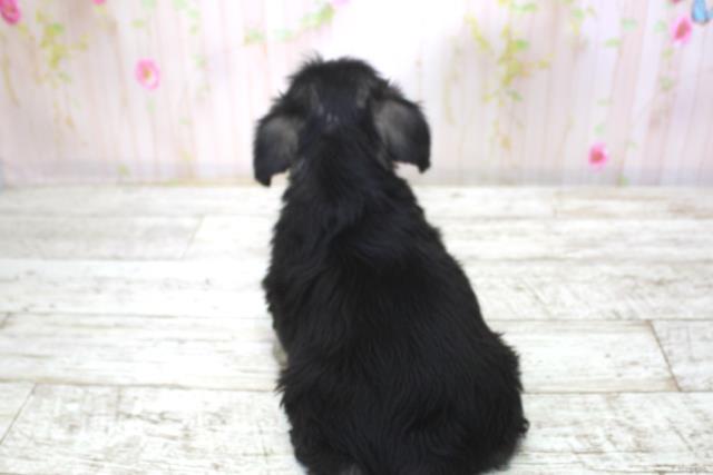 北海道のミニチュアシュナウザー (Coo&RIKU札幌東店/2025年11月21日生まれ/女の子/ソルトペッパー)の子犬の4枚目の画像