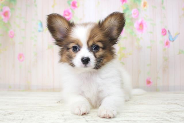 北海道のパピヨン (Coo&RIKU札幌東店/2025年11月22日生まれ/女の子/トライカラー)の子犬