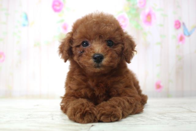 北海道のトイプードル(トイ) (Coo&RIKU札幌東店/2025年11月21日生まれ/女の子/レッド)の子犬の1枚目の画像