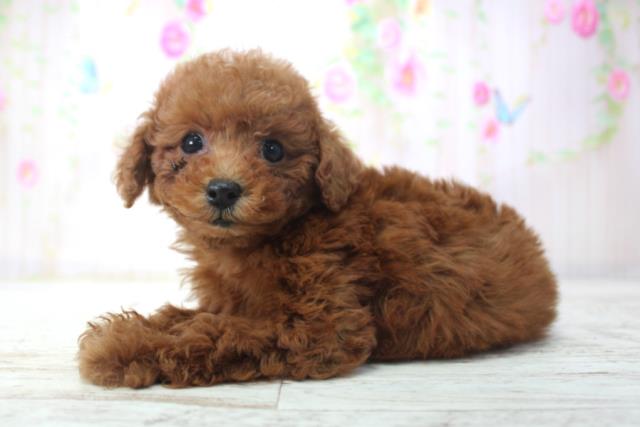 北海道のトイプードル(トイ) (Coo&RIKU札幌東店/2025年11月21日生まれ/女の子/レッド)の子犬の2枚目の画像