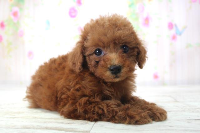 北海道のトイプードル(トイ) (Coo&RIKU札幌東店/2025年11月21日生まれ/女の子/レッド)の子犬の3枚目の画像