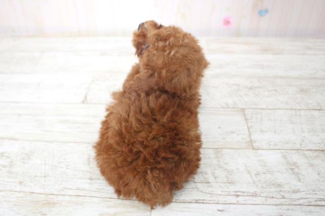 北海道のトイプードル(トイ) (Coo&RIKU札幌東店/2025年11月21日生まれ/女の子/レッド)の子犬の4枚目の画像