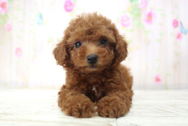 北海道のトイプードル(トイ) (Coo&RIKU旭川店/2025年11月21日生まれ/女の子/レッド)の子犬の1枚目の画像