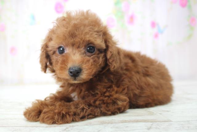 北海道のトイプードル(トイ) (Coo&RIKU旭川店/2025年11月21日生まれ/女の子/レッド)の子犬の2枚目の画像