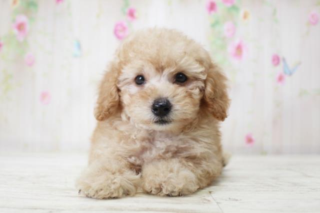 北海道のトイプードル(トイ) (Coo&RIKU札幌西店/2025年11月23日生まれ/男の子/アプリコット)の子犬の1枚目の画像