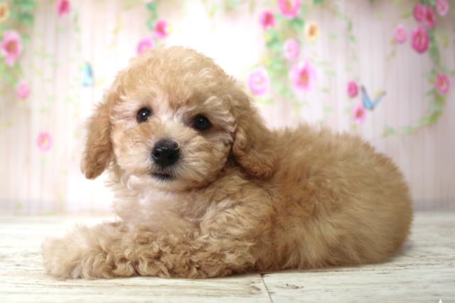 北海道のトイプードル(トイ) (Coo&RIKU札幌西店/2025年11月23日生まれ/男の子/アプリコット)の子犬の2枚目の画像