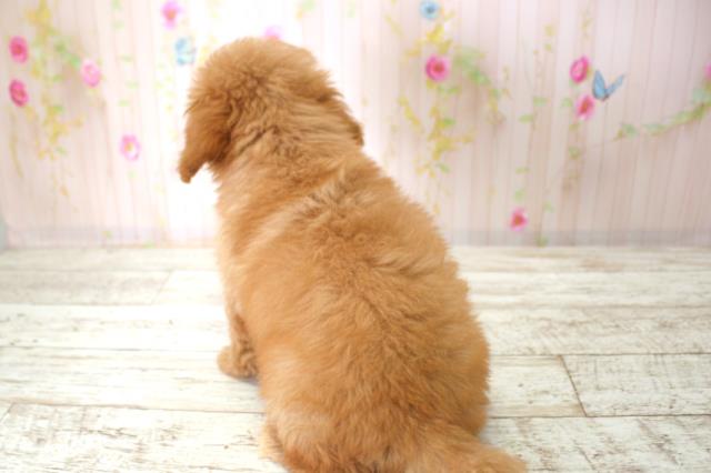 北海道のトイプードル(トイ) (Coo&RIKU札幌西店/2025年11月23日生まれ/男の子/アプリコット)の子犬の4枚目の画像