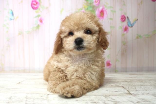 北海道のトイプードル(トイ) (Coo&RIKU北見店/2025年11月23日生まれ/男の子/アプリコット)の子犬の1枚目の画像