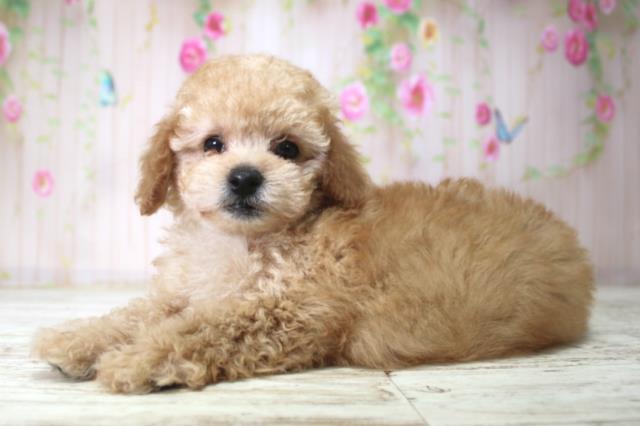 北海道のトイプードル(トイ) (Coo&RIKU北見店/2025年11月23日生まれ/男の子/アプリコット)の子犬の2枚目の画像