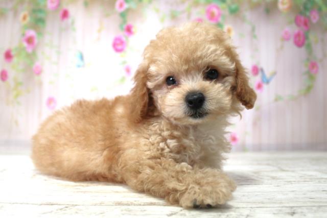 北海道のトイプードル(トイ) (Coo&RIKU北見店/2025年11月23日生まれ/男の子/アプリコット)の子犬の3枚目の画像