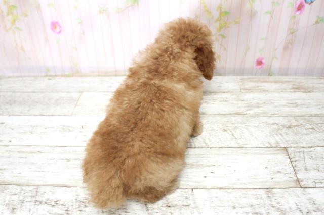 北海道のトイプードル(トイ) (Coo&RIKU北見店/2025年11月23日生まれ/男の子/アプリコット)の子犬の4枚目の画像