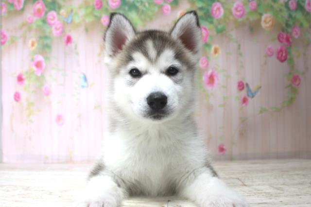 北海道のハーフ犬・ミックス犬 (Coo&RIKU苫小牧店/2025年11月17日生まれ/男の子/シルバーホワイト)の子犬の1枚目の画像