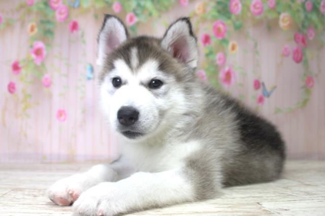 北海道のハーフ犬・ミックス犬 (Coo&RIKU苫小牧店/2025年11月17日生まれ/男の子/シルバーホワイト)の子犬の3枚目の画像