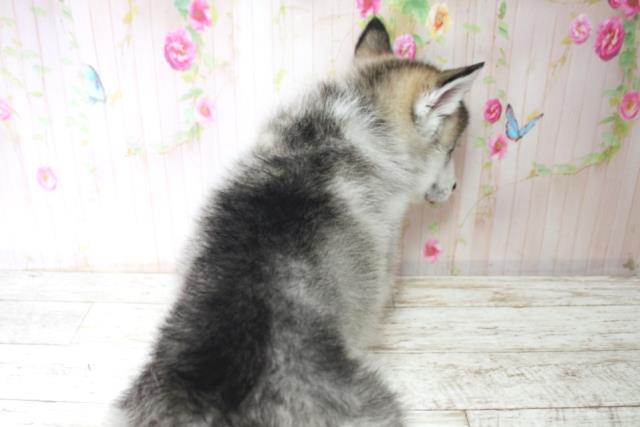 北海道のハーフ犬・ミックス犬 (Coo&RIKU苫小牧店/2025年11月17日生まれ/男の子/シルバーホワイト)の子犬の4枚目の画像