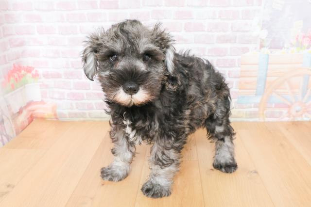 福島県のミニチュアシュナウザー (Coo&RIKU福島店/2025年11月17日生まれ/男の子/ソルトペッパー)の子犬の2枚目の画像