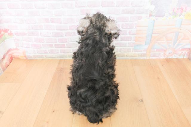 福島県のミニチュアシュナウザー (Coo&RIKU福島店/2025年11月17日生まれ/男の子/ソルトペッパー)の子犬の4枚目の画像