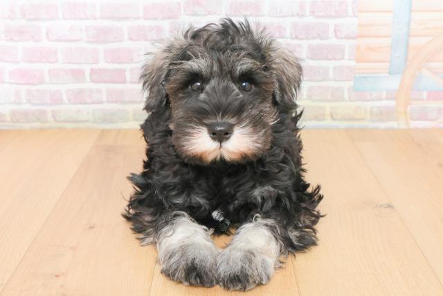 青森県のミニチュアシュナウザー (Coo&RIKU八戸店/2025年11月17日生まれ/男の子/ソルトペッパー)の子犬の1枚目の画像