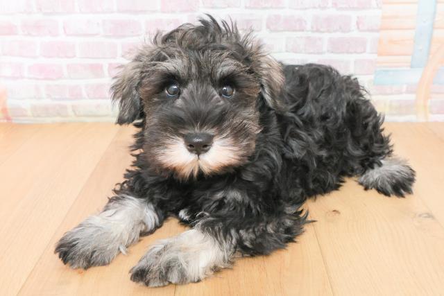 青森県のミニチュアシュナウザー (Coo&RIKU八戸店/2025年11月17日生まれ/男の子/ソルトペッパー)の子犬の2枚目の画像