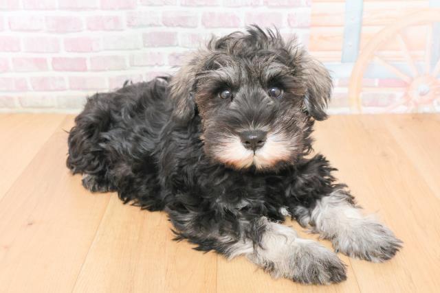 青森県のミニチュアシュナウザー (Coo&RIKU八戸店/2025年11月17日生まれ/男の子/ソルトペッパー)の子犬の3枚目の画像