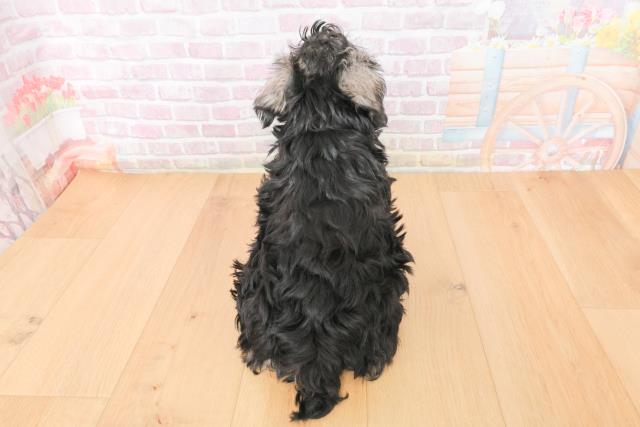 青森県のミニチュアシュナウザー (Coo&RIKU八戸店/2025年11月17日生まれ/男の子/ソルトペッパー)の子犬の4枚目の画像