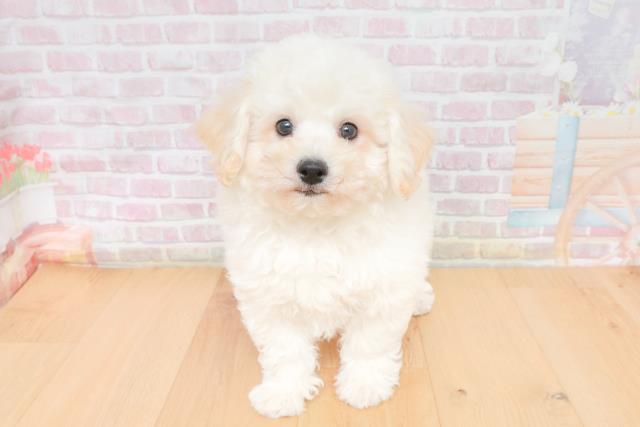 山形県のビションフリーゼ (Coo&RIKU山形店/2025年11月17日生まれ/男の子/ホワイト)の子犬の1枚目の画像