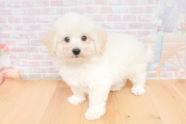 山形県のビションフリーゼ (Coo&RIKU山形店/2025年11月17日生まれ/男の子/ホワイト)の子犬の2枚目の画像