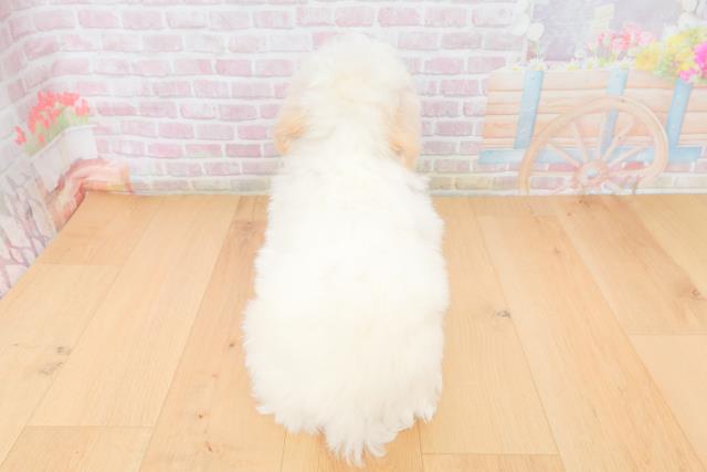 山形県のビションフリーゼ (Coo&RIKU山形店/2025年11月17日生まれ/男の子/ホワイト)の子犬の4枚目の画像