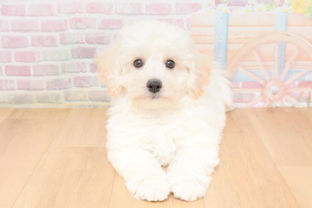 福島県のビションフリーゼ (Coo&RIKU福島店/2025年11月17日生まれ/男の子/ホワイト)の子犬