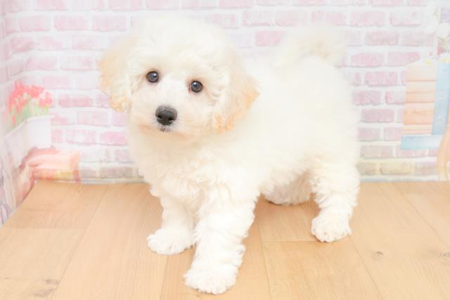 福島県のビションフリーゼ (Coo&RIKU福島店/2025年11月17日生まれ/男の子/ホワイト)の子犬の2枚目の画像