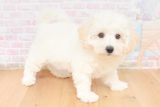 福島県のビションフリーゼ (Coo&RIKU福島店/2025年11月17日生まれ/男の子/ホワイト)の子犬の3枚目の画像