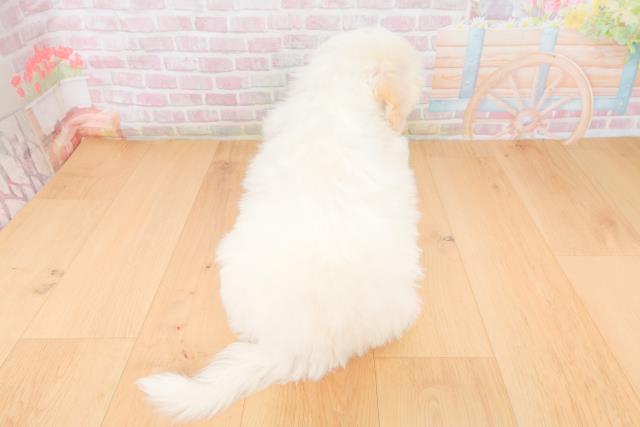 福島県のビションフリーゼ (Coo&RIKU福島店/2025年11月17日生まれ/男の子/ホワイト)の子犬の4枚目の画像