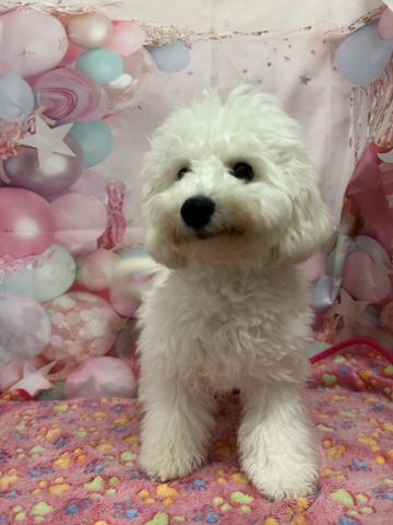 福島県のビションフリーゼ (Coo&RIKU郡山店/2025年11月17日生まれ/男の子/ホワイト)の子犬の4枚目の画像