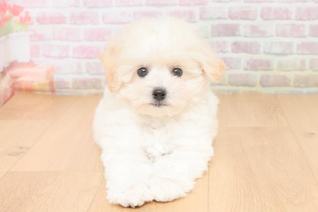 青森県のビションフリーゼ (Coo&RIKU弘前店/2025年11月17日生まれ/女の子/ホワイト)の子犬の1枚目の画像