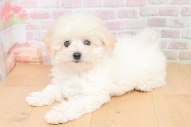 青森県のビションフリーゼ (Coo&RIKU弘前店/2025年11月17日生まれ/女の子/ホワイト)の子犬の2枚目の画像