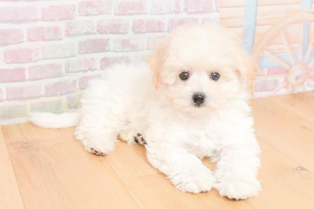 青森県のビションフリーゼ (Coo&RIKU弘前店/2025年11月17日生まれ/女の子/ホワイト)の子犬の3枚目の画像